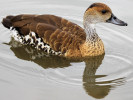 West Indian Whistling Duck (WWT Slimbridge June 2011) - pic by Nigel Key